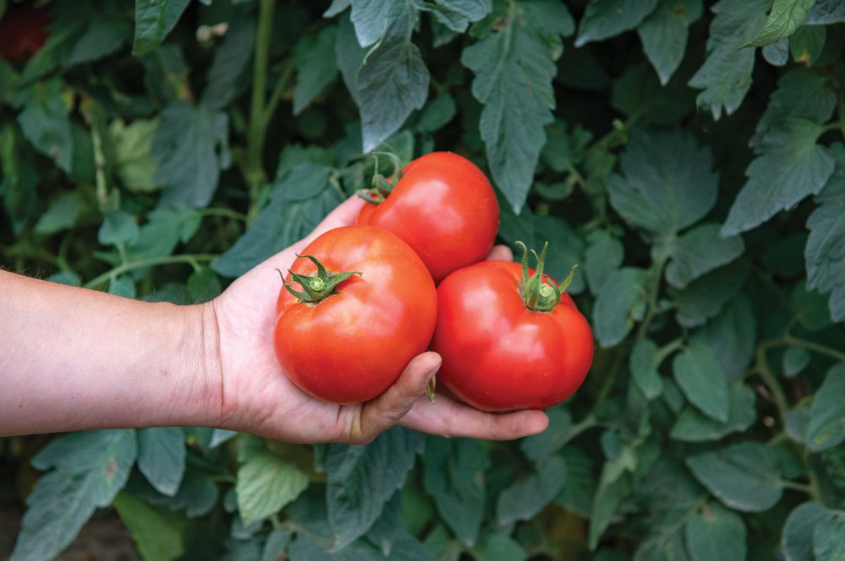 Celebrity Plus – Tomato Seed